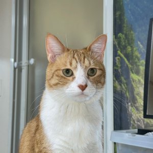 고양이를 찾습니다 고양이 전단지