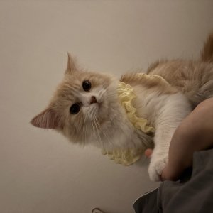 고양이를 찾습니다 고양이 전단지