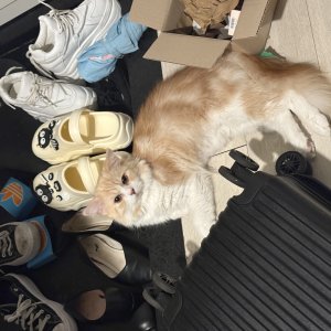 고양이실종분실 서울특별시 강남구