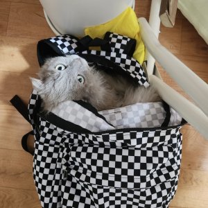 고양이를 찾습니다 고양이 전단지