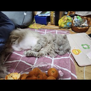 고양이실종분실 서울특별시 동작구
