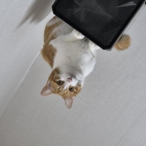 고양이를 찾습니다 고양이 전단지
