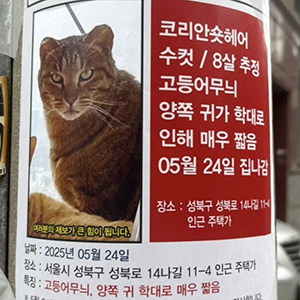 고양이실종분실 코리아쇼트헤어 서울특별시 성북구