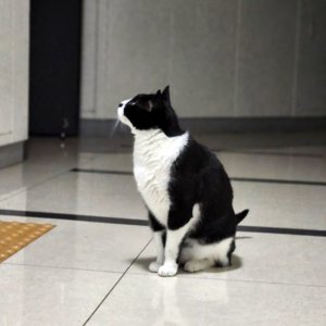고양이를 찾습니다 코리아쇼트헤어 전라북도 전주시 덕진구