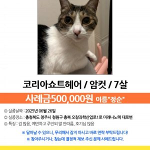 고양이를 찾습니다 코리아쇼트헤어 충청북도 청주시 청원구