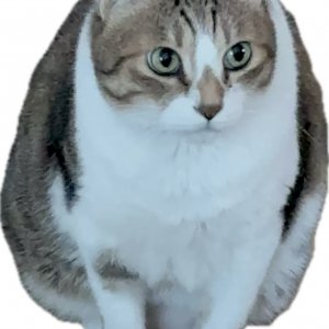 고양이를 찾습니다 고양이 전단지