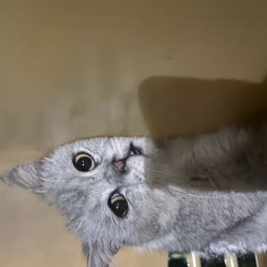 고양이 주인을 찾습니다 브리티시쇼트헤어 경기도 시흥시