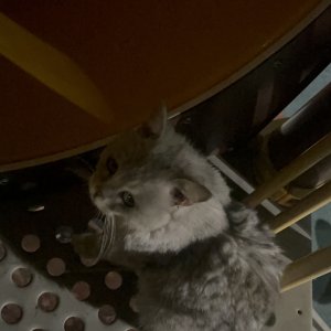 고양이 주인을 찾습니다 브리티시쇼트헤어 경기도 시흥시