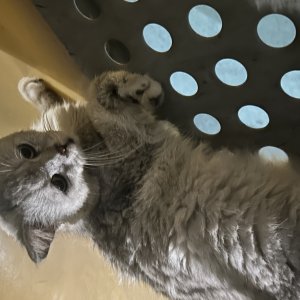 고양이 주인을 찾습니다 브리티시쇼트헤어 경기도 시흥시