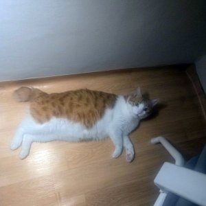 고양이를 찾습니다 코리아쇼트헤어 서울특별시 강북구