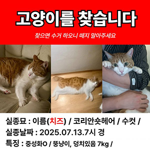 고양이실종분실 코리아쇼트헤어 서울특별시 강북구