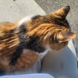 고양이를 찾습니다 고양이 전단지