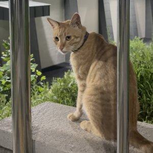 고양이 목격 코리아쇼트헤어 인천광역시 미추홀구