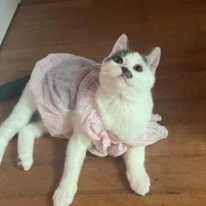 고양이실종분실 경기도 의왕시