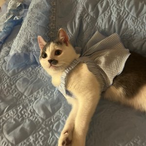 고양이를 찾습니다 고양이 전단지