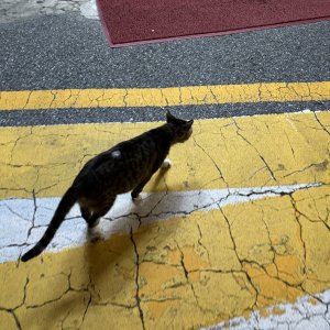 고양이 주인을 찾습니다 코리아쇼트헤어 서울특별시 강남구