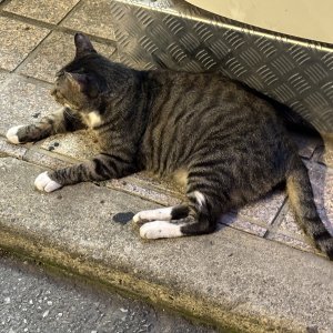고양이 목격 코리아쇼트헤어 서울특별시 강남구