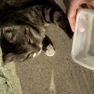 고양이 주인을 찾습니다 고양이 전단지