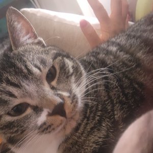 고양이를 찾습니다 고양이 전단지