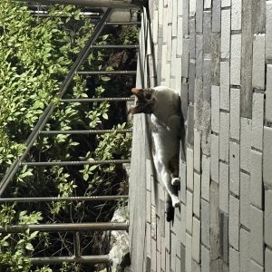 고양이 주인을 찾습니다 코리아쇼트헤어 서울특별시 도봉구