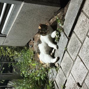 고양이 주인을 찾습니다 코리아쇼트헤어 서울특별시 도봉구