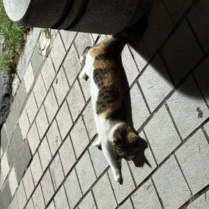 고양이 주인을 찾습니다 코리아쇼트헤어 서울특별시 도봉구
