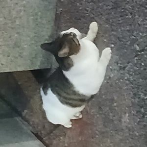 고양이 목격 기타묘종 경기도 의왕시