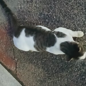 고양이 주인을 찾습니다 고양이 전단지