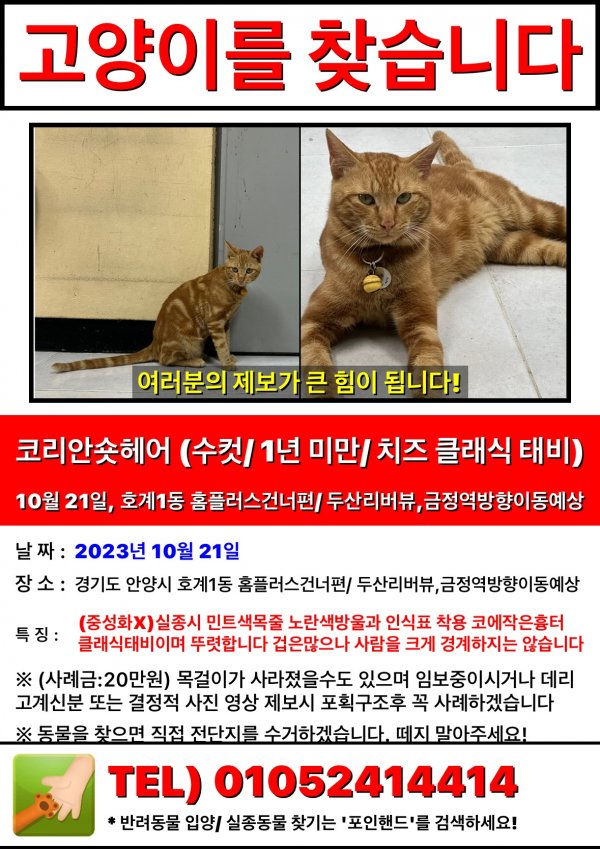 고양이를 찾습니다