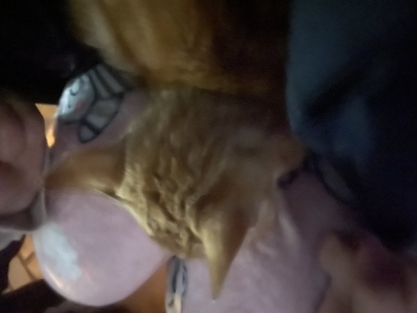 고양이를 찾습니다