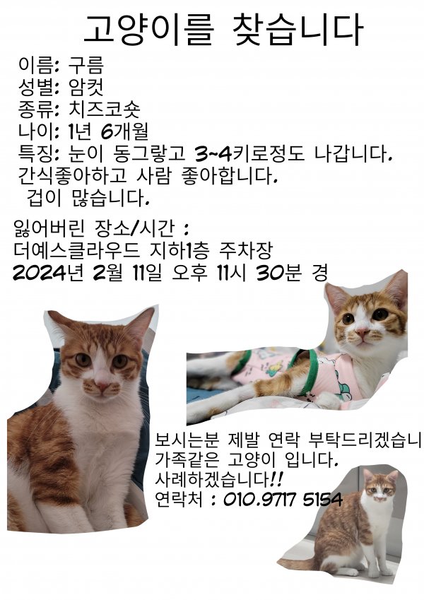 고양이를 찾습니다