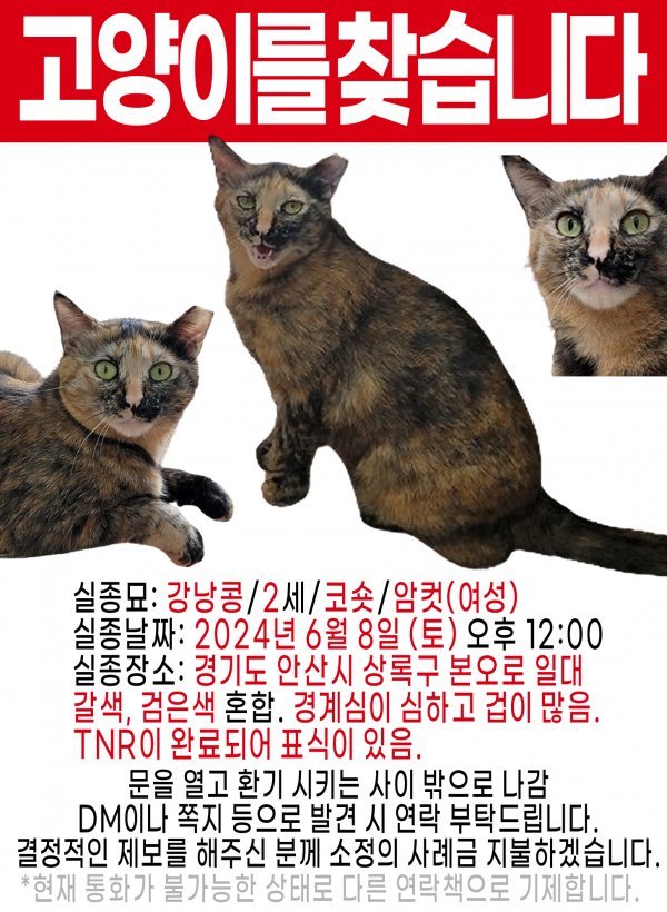 고양이를 찾습니다