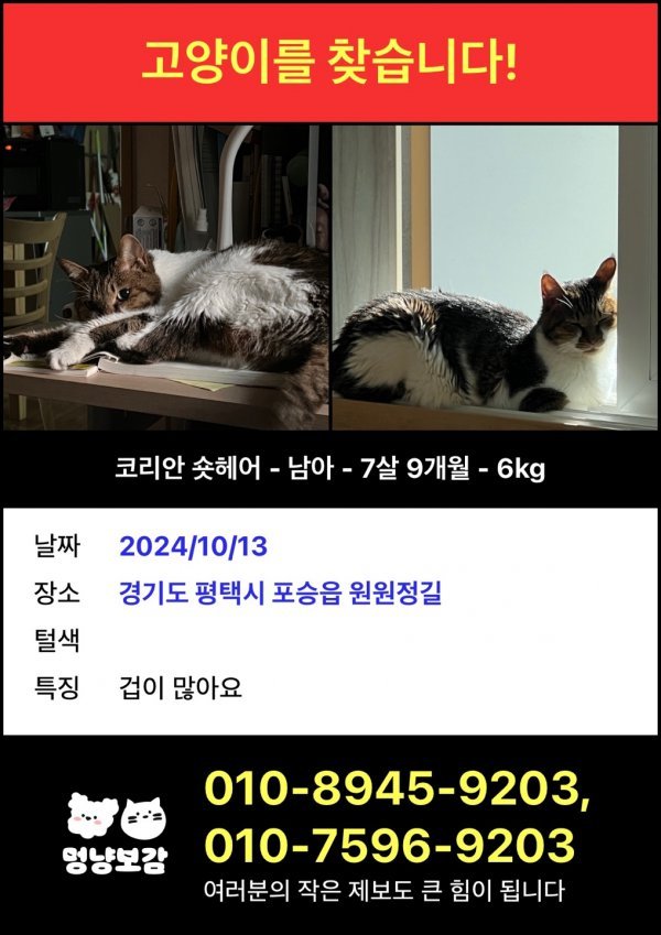 고양이를 찾습니다