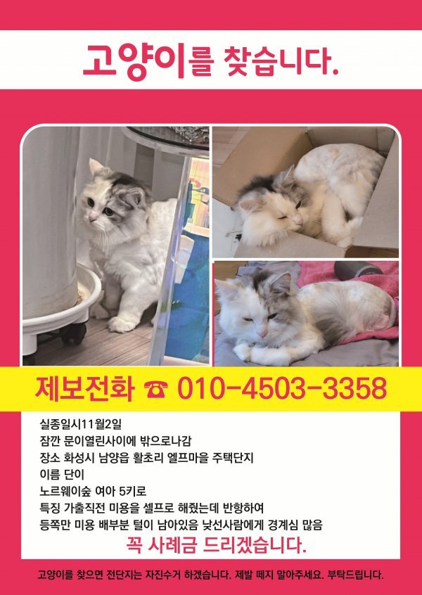 고양이를 찾습니다