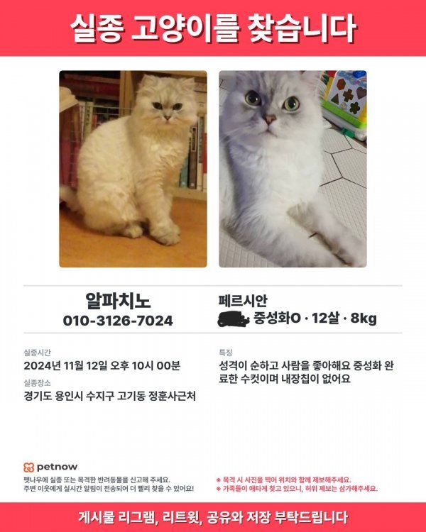 고양이를 찾습니다