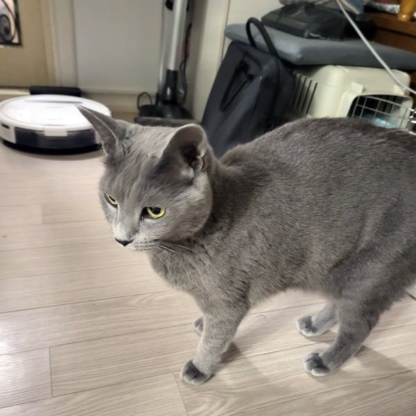 고양이를 찾습니다