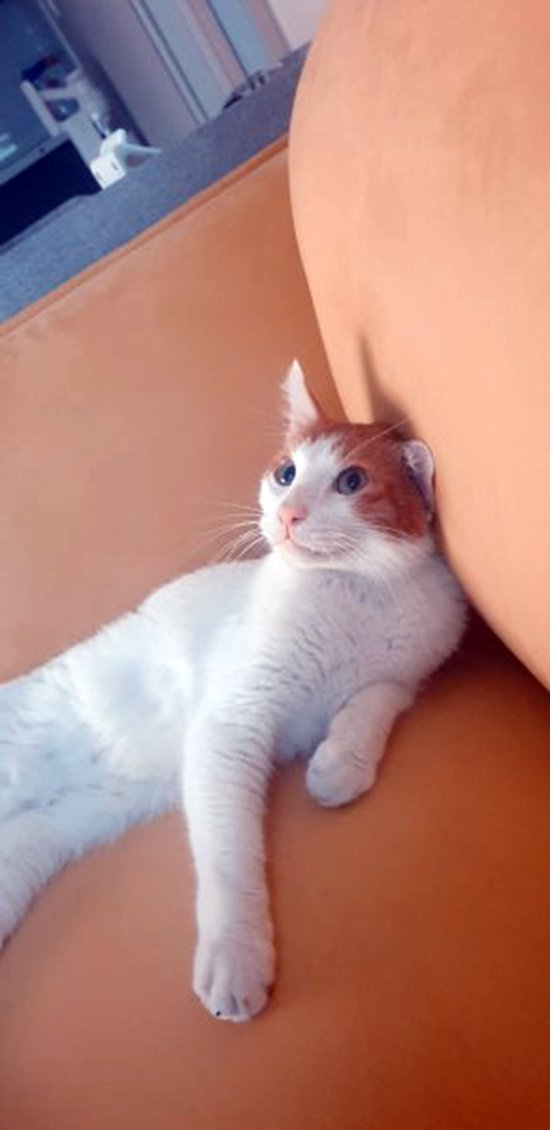 고양이를 찾습니다