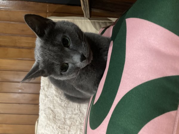 고양이를 찾습니다