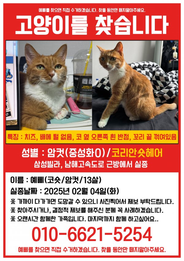 고양이를 찾습니다