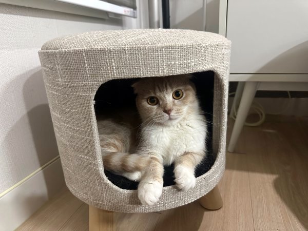 고양이를 찾습니다