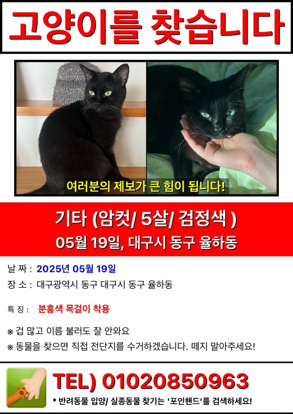 고양이를 찾습니다