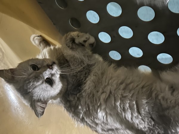 고양이를 찾습니다