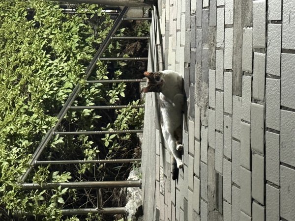 고양이를 찾습니다