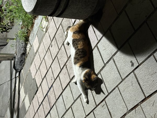 고양이를 찾습니다