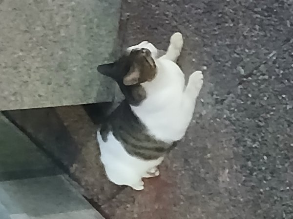 고양이를 찾습니다