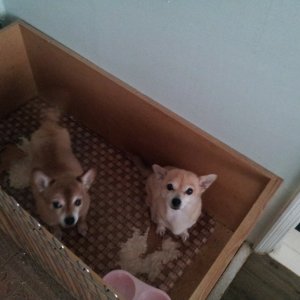강아지분실실종 충청북도 청주시 청원구