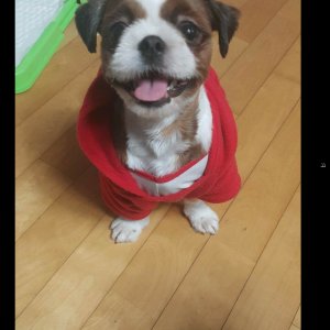 강아지분실실종 전라남도 나주시