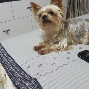 강아지분실실종 광주광역시 서구