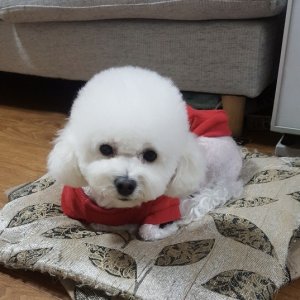 강아지분실실종 경기도 안양시 만안구