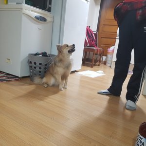 강아지분실실종 서울특별시 은평구